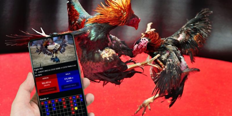 Đá gà cựa sắt trực tuyến