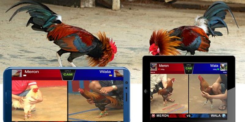 Các hình thức đá gà cựa sắt trực tuyến phổ biến