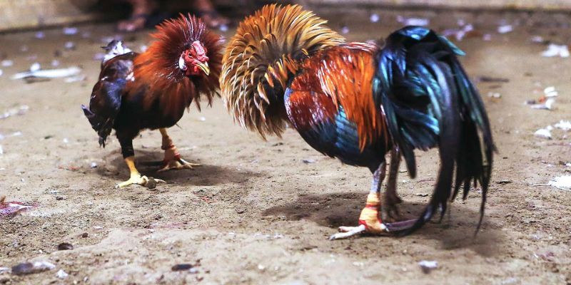 Kinh nghiệm theo dõi và lựa chọn trận đá gà cựa sắt trực tuyến