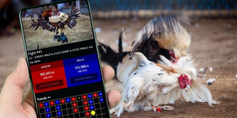 Nguồn gốc và sự phát triển của đá gà cựa sắt trực tuyến