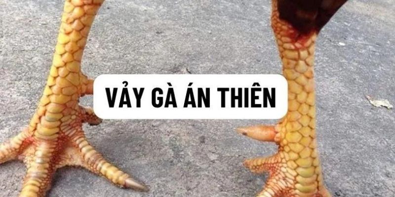 Vảy gà Án Thiên