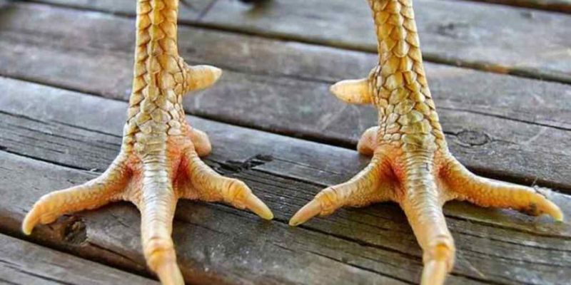 Vảy gà Án Thiên có phải lúc nào cũng là gà hay?