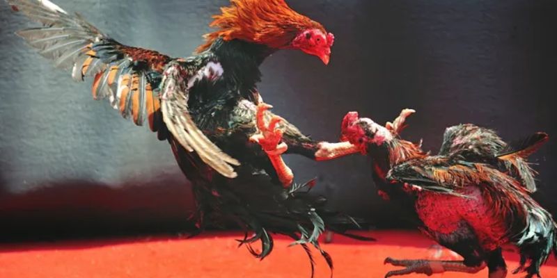 Phân loại vảy gà Án Thiên phổ biến