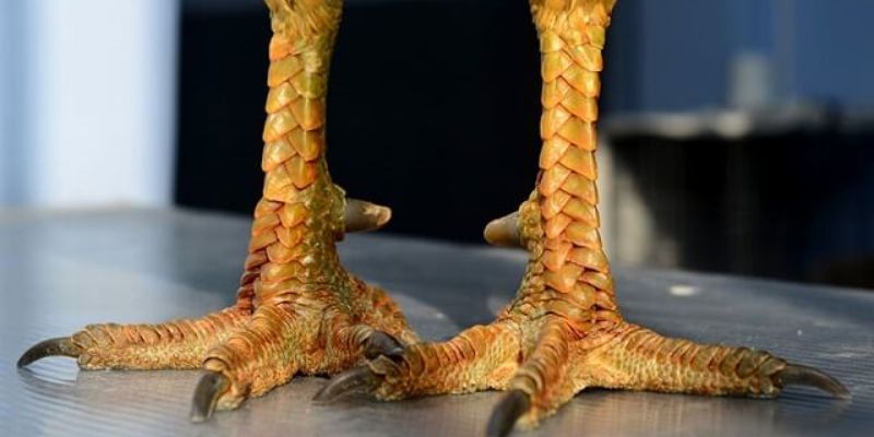 Đặc điểm nhận biết vảy gà Án Thiên chuẩn